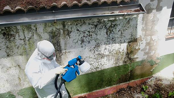 Top rated local Mold Removal specialists in Immaculata, PA